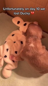 457K views · 1.2K reactions | Epic Pet Chronicles! Imagine Froggy,...