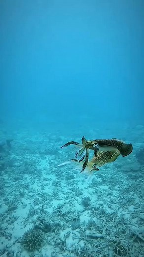 Have you ever seen squid mating 😯 #fbreelsvideo #viral #squid #viralreels #RenzSpearfishing | Renz Spearfishing