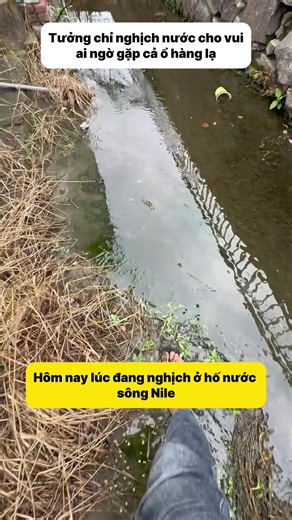 Đây có thể là con cá xấu lạ nhất tôi từng bắt được!!!#LIVEIncentiveProgram #LIVEwithlowfollowers #PaidPartnership