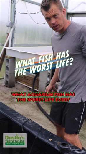 153K views · 1.6K reactions | ❓What Aquarium Fish Has The Worst Life Ever❓ ANSWER - The Feeder Goldfish Enter The Chosen One! Are you keeping any goldfish? TANK ON! Follow us! @DustinsFishTanks https://linktr.ee/dustinsfishtanks #goldfish #fish #aquariumfish #fishtank | Dustin's Fishtanks | Facebook