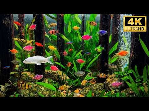 Soothing Aquarium Fish Tank for Cats | Tropical Fish in a Lush Underwater Garden | 8 Hours 4K
