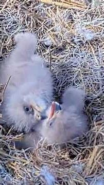 NE32×NE33 Sibling Rivalry💥🐥💥🐥💥#eagle #chick #eagles #NEFL