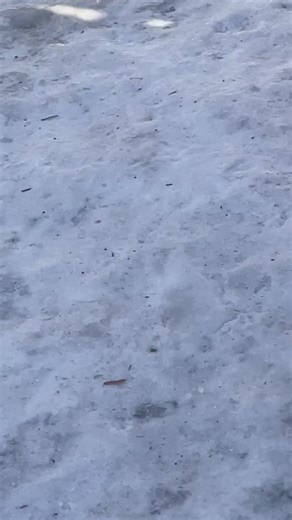 @hotwheels_767 #BAUER #sling BAUER SLING