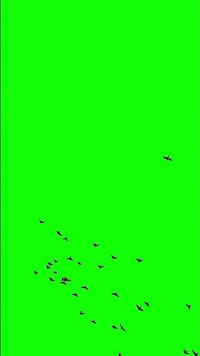 Birds Flying Animation Green Screen | 4K Chroma #freegreenscreen #animation #animatedbutton