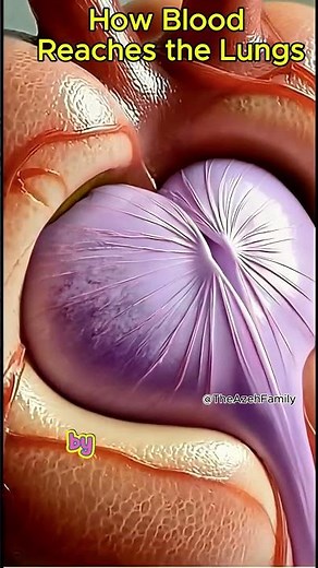 The Genius Design Behind Your Heart Valve #nature #science