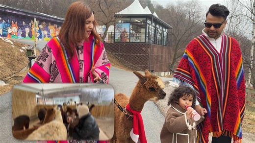 We visited Alpaca World in Korea | Wanderers Hub