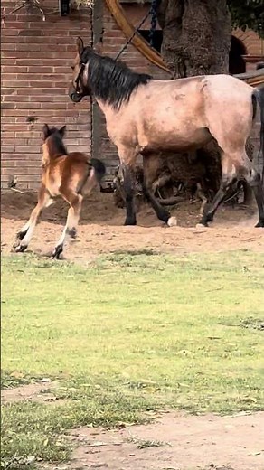 Adorable Baby Horse Galloping! 🐴💨 Too Cute to Handle