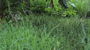 2.7K views · 89 reactions | A day in the life of an Agriculture volunteer in Madagascar. | Peace Corps Madagascar | Facebook