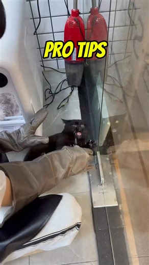 Did you see the end how i left him speechless ? This is what to do if your cat is re_fusing to play with you. New toys can boost your cat's mood and keep them engaged! 🐱✨ #PetJoy #CatCare | Cleaning.cats - Miao Xiao
