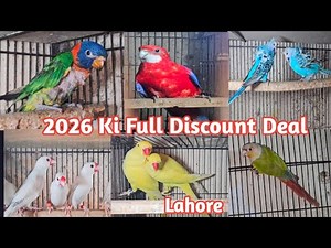 2026 Ki Full Discount Deal | Lahore Birds Market | Birds Market Lahore | sun conure | love birds