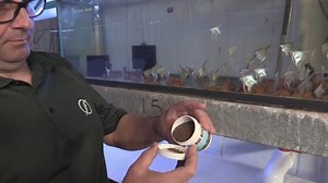 BUG BITES - Insect Based Fish Food Often imitated but never duplicated, Fluval Bug Bites fish food features high-quality ingredients with no artificial fillers, colors or preservatives! Compare the first several ingredients of your current fish food with Bug Bites and we bet you'll make the switch! 😎 LEARN MORE: https://fluvalaquatics.com/us/bug-bites/ | Fluval