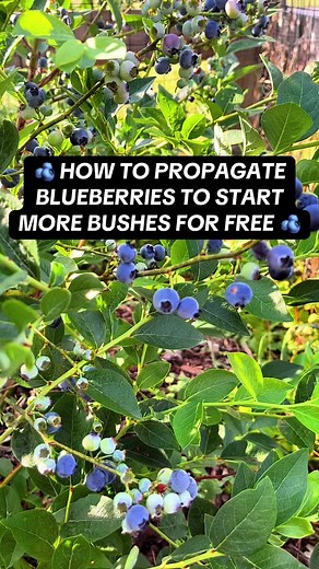 How to Propagate Blueberries for Free