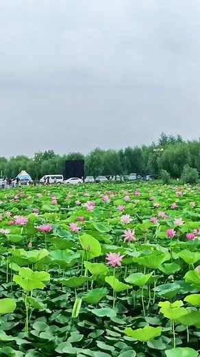 现场实拍，夏日荷花 ，带你来梅里斯湖赏花，美不美你说了算 。#景点打卡