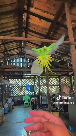 Training an Alexandrine Parrot for Flight