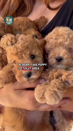 First Time Puppy Owner Guide & Tips 🐾!