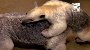 Mani is 3-months-old now. He's getting more independent each day. | Cincinnati Zoo & Botanical Garden