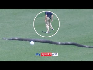 SNAKE disrupts play at PGA Championship! 😲🐍