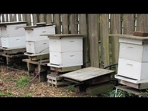 Beekeeping Basics: Equipment For Beginners