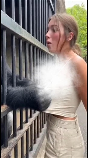 Gorilla vs Human: Survival Tips That Actually Work #gorilla #survival #shorts