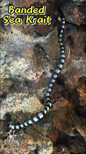 Banded Sea Krait 🐍 (Highly Venomous!)