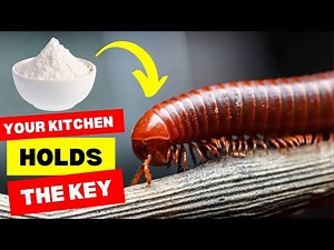 5 Natural Ways to Get Rid of Millipedes Permanently