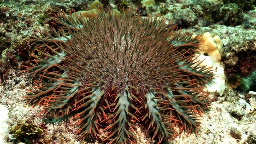 Amazing Sansha Series – episode 3: Crown-of-thorns starfish