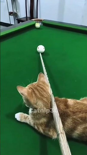funny cat playing billiards 🎱😹 #cat #funny #pool #cute #shorts