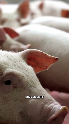 Did You Know Pigs Are Smarter Than Dogs #pigfacts #animals