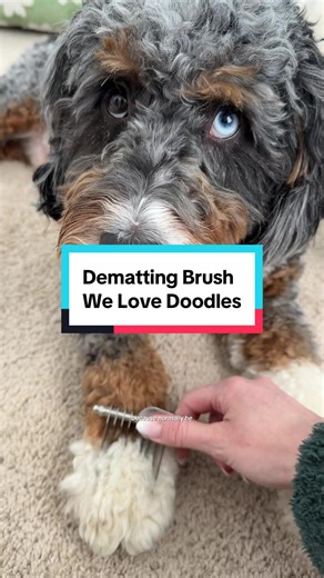 If you have a doodle, you already know. @WeLoveDoodlesShop #demattingbrush #doodlegrooming #doodlecare #doggroomingathome #mattedfur
