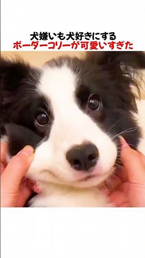 犬嫌いも犬好きにするボーダーコリーが可愛いすぎたｗｗｗｗｗ