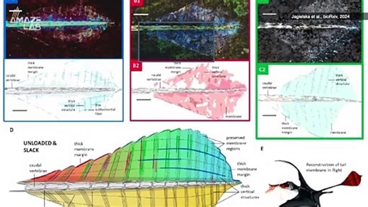 Experts May Finally Know How Pterosaurs Took to the Sky