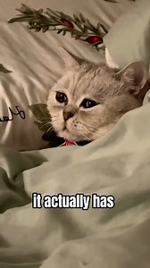 2.4M views · 56K reactions | How to Know if Your Cat Is Dying_ #cats #catshorts #catvideos #catlover #catlife | Pet lovers | Facebook