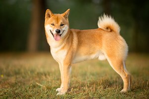 Shiba Inu Puppies | Animal Kingdom | Puppies N Love