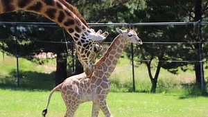 90K views · 8.4K reactions | This baby giraffe is still a little unsteady on his feet! The National Zoo & Aquarium Canberra has welcomed the birth of its first ever male baby giraffe! He was born two weeks ago to mum Mzungu and dad Shaba, who came to Canberra from Mogo Zoo in 2016. The baby giraffe still doesn't have a name but is well and venturing around the grounds. : National Zoo & Aquarium Canberra | ABC Canberra | Facebook
