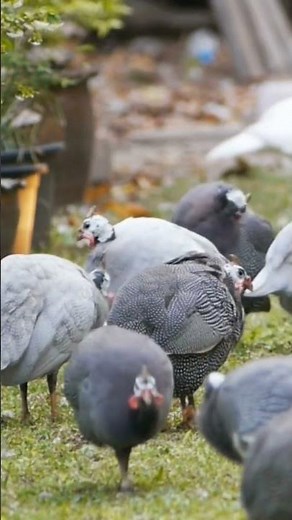 Guinea Fowl & Duck Sounds (Backyard Foraging Wildlife)