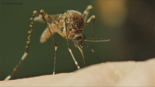 2.9K views · 13 reactions | The Maine Center for Disease Control and Prevention says there's a higher risk for mosquito-borne illnesses. Here are tips you can take to help protect yourself. | NEWS CENTER Maine | Facebook