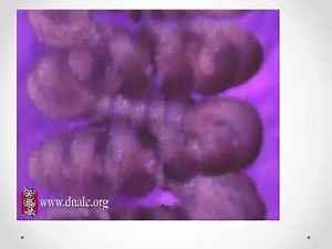 Genetics and Teratology