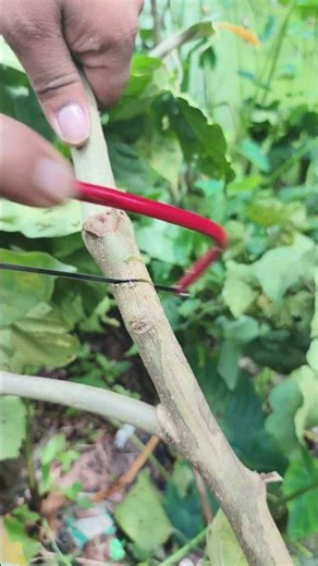 Cutting Small Trees Sustainably #shorts