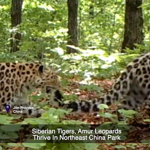 Siberian tiger and Amur leopard, which are among the world's most endangered species, are both thriving in their natural sanctuary in northeast China with steady population growths thanks to local efforts in improving environment and their habitat. | ShanghaiEye