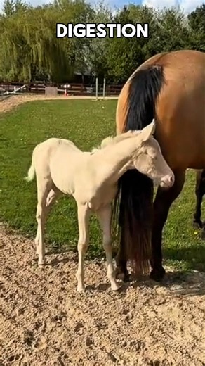Why Is This Foal Eating Poop? #horse #foals # #goodtoknow