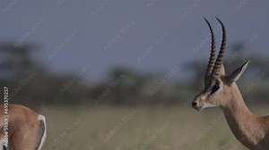 Close up of a Thomson's gazelle's (Eudorcas thomsonii) head starring into the savannah before walking away during the morning in Africa.