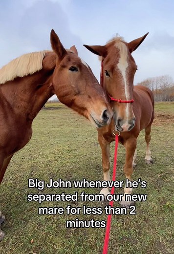 Funny Horses: Hilarious Moments and Memes