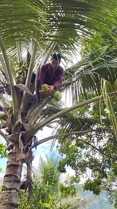 Ven a cosechar coco con migo. | Peruano Valiente