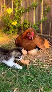 Her place #broodyhen #chickens #chickensoftiktok | Chicchiken13