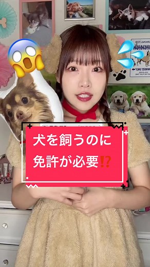 犬を飼うのに必要な免許について考える