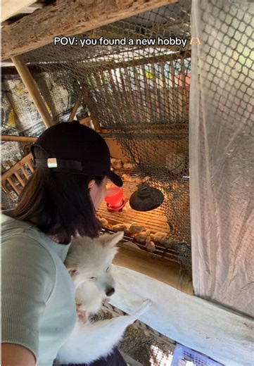 From Raising to Selling: Successful Broiler Chicken Batch