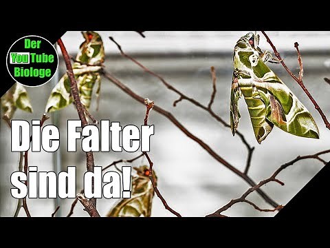 Oleanderschwärmer - Die Falter sind da!