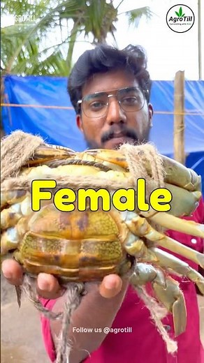 How To Start CRAB Farming ?🦀🔥/ Is CRAB Business Profitable? 📊#crab #business
