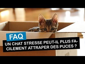 Un chat stressé peut-il plus facilement attraper des puces ?