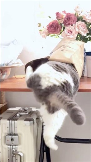 Cat falls from table after getting into paper bag